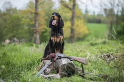 Gordonsetr s PP, setr