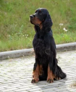 Gordonsetr s PP, setr