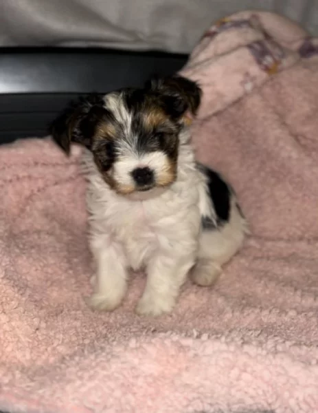 Jorksirksy biewer teriér