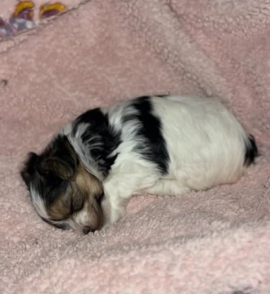 Jorksirsky biewer teriér s Pp