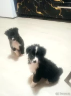 Krásné štěňátka bordel kolie