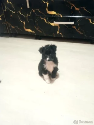 Krásné štěňátka bordel kolie