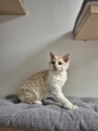 Selkirk rex - jedinečné kudrnaté málo početné plemeno