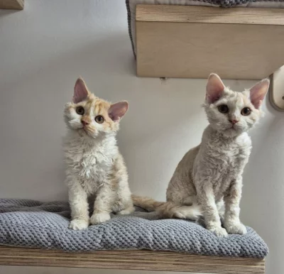 Selkirk rex - jedinečné kudrnaté málo početné plemeno