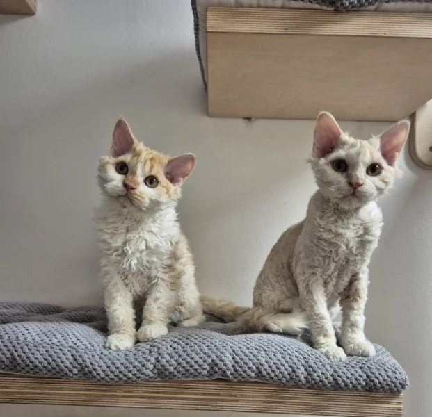 Selkirk rex - jedinečné kudrnaté málo početné plemeno