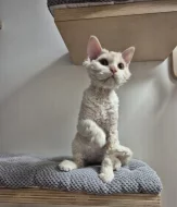 Selkirk rex - jedinečné kudrnaté málo početné plemeno