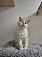 Selkirk rex - jedinečné kudrnaté málo početné plemeno