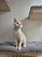 Selkirk rex - jedinečné kudrnaté málo početné plemeno