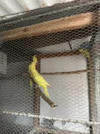 Alexandři, papoušci, rozely