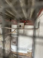 Alexandři, papoušci, rozely