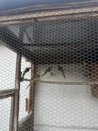 Alexandři, papoušci, rozely