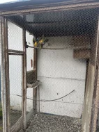 Alexandři, papoušci, rozely