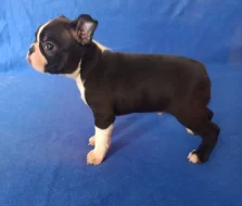 Bostonský terier - prodám štěňata bez pp