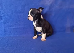 Bostonský terier - prodám štěňata bez pp