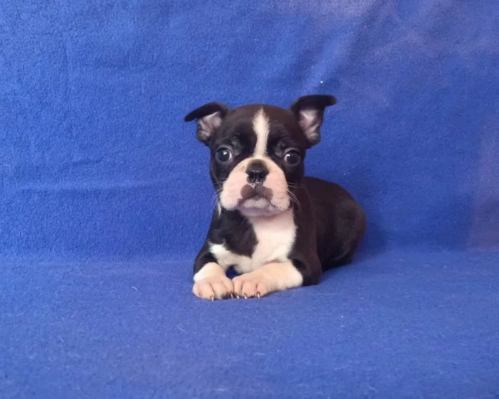 Bostonský terier - prodám štěňata bez pp