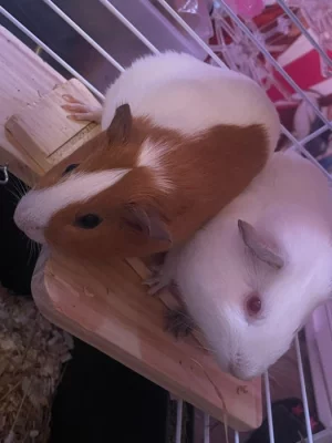 daruji morčátka i s klecí zdarma