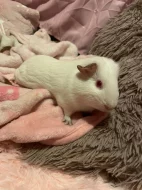 daruji morčátka i s klecí zdarma