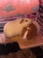 daruji morčátka i s klecí zdarma