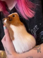 daruji morčátka i s klecí zdarma