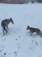 Československý vlčák s rodokmenem TOP spojení