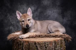 Československý vlčák s rodokmenem TOP spojení