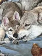 Československý vlčák s rodokmenem TOP spojení