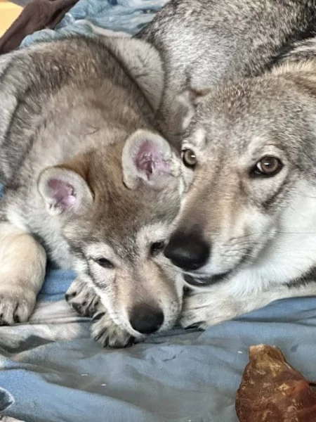 Československý vlčák s rodokmenem TOP spojení