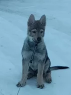 Československý vlčák s rodokmenem TOP spojení