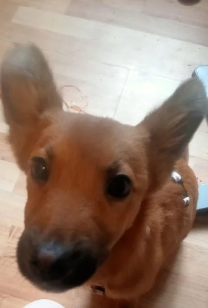 Prodám štěně křížence