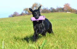 Flat Coated Retriever s PP