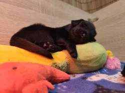 Flat Coated Retriever s PP