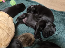 Flat Coated Retriever s PP