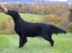 Flat Coated Retriever s PP
