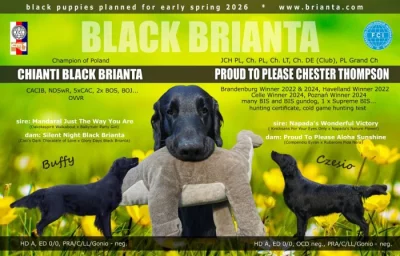 Flat Coated Retriever s PP