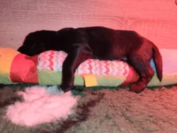 Flat Coated Retriever s PP