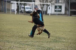 Německý ovčák štěňata - Rokycany