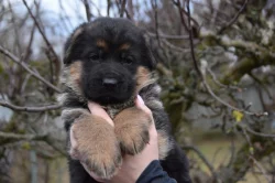 Německý ovčák štěňata - Rokycany