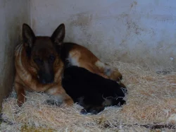 Německý ovčák štěňata - Rokycany