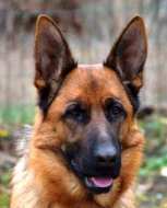 Německý ovčák štěňata - Rokycany