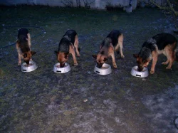 Německý ovčák štěňata - Rokycany