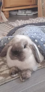 králičí samička, beránek