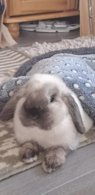 králičí samička, beránek