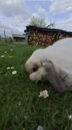 králičí samička, beránek