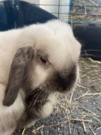 králičí samička, beránek