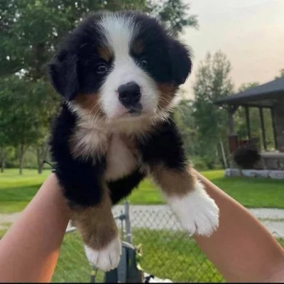 Bernese mountain puppies