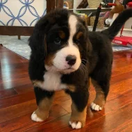 Bernese mountain puppies