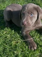 Prodáváme labradora