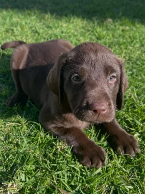 Prodáváme labradora