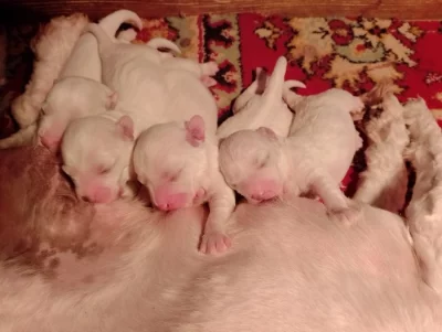 Predam steniatka bišonika