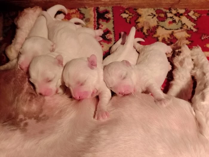 Predam steniatka bišonika